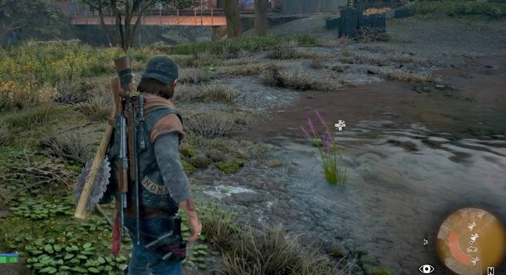 Lavender can be found near water - Days Gone: Hes my Brother - walkthrough - Main storyline - Days Gone Guide