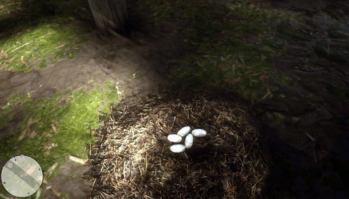 25 Яйца Гатора - Яйца аллигатора можно найти в области, отмеченной на экране выше - Red Dead Redemption 2: Экзотические предметы - все задания, карты, местоположения, советы - секреты и предметы коллекционирования - Red Dead Redemption 2